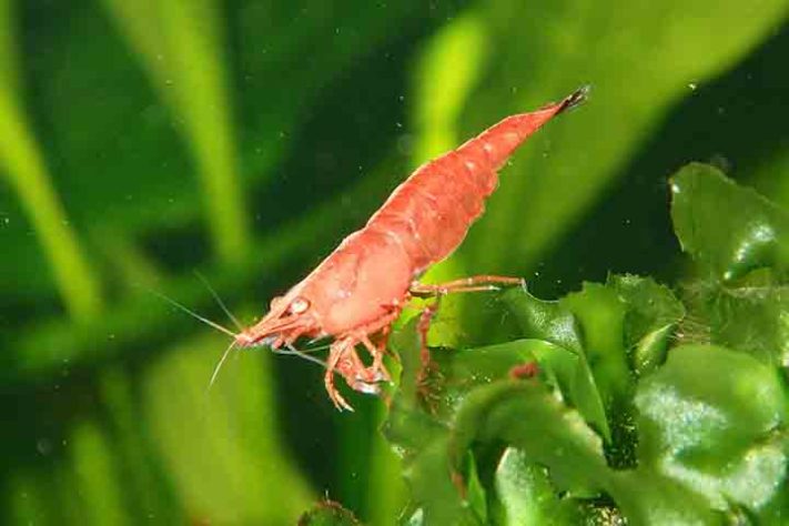 Camarão, crustáceo aquático