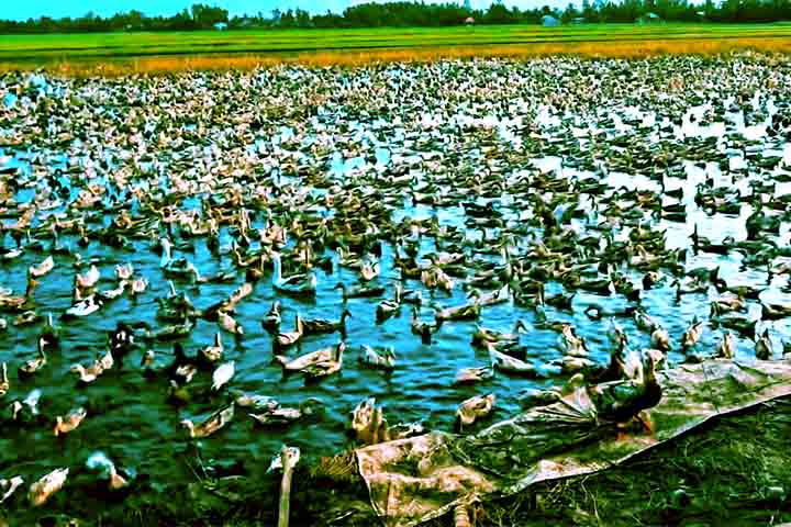 Milhões de patos transformam lavouras de arroz em cenários únicos no 
Vietnã e nas Filipinas. Aves e plantas convivem em harmonia num sistema agrícola sofisticado que une produtividade, sustentabilidade e redução de custos nas paisagens alagadas dos dois países. -  (crédito:  Reprodução do Youtube Canal Fatos Rurais)
