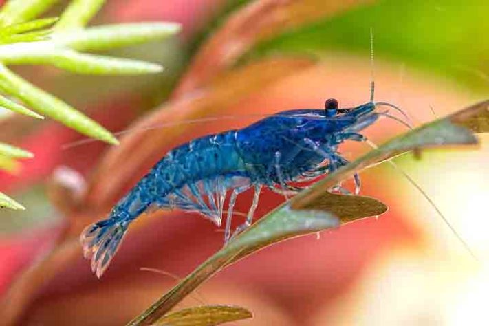 Camarão, crustáceo aquático