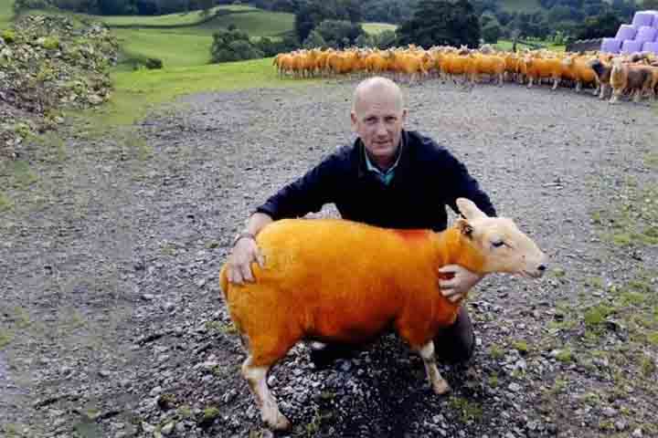 <p>Durante anos, furtos de ovelhas ocorreram de forma discreta e constante, afetando a economia rural sem chamar atenção fora das comunidades locais. Esses crimes silenciosos, rápidos e difíceis de detectar, criaram um ambiente de vulnerabilidade para produtores como Pip Simpson, que acumulou perdas significativas ao longo de quatro anos.</p>
