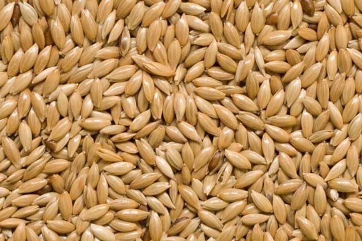 <p>O alpiste é um dos alimentos mais oferecidos e apreciados por diversas espécies. Canários, pardais e periquitos costumam consumir os pequenos grãos com facilidade e frequência.</p>
