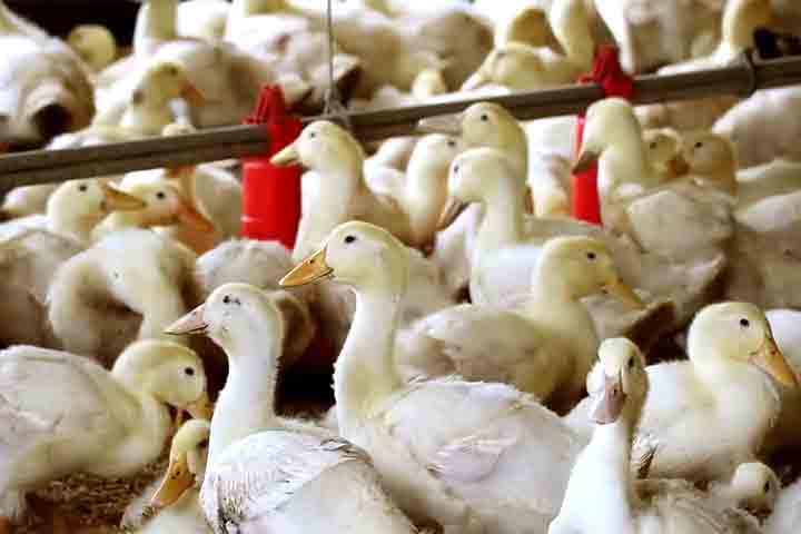 <p>Embora tenham raízes na América do Sul, os patos se espalharam pelo mundo com os colonizadores. Hoje, são criados em diversos continentes para carne, ovos e penas, mostrando sua rusticidade e adaptação a diferentes climas.</p>
