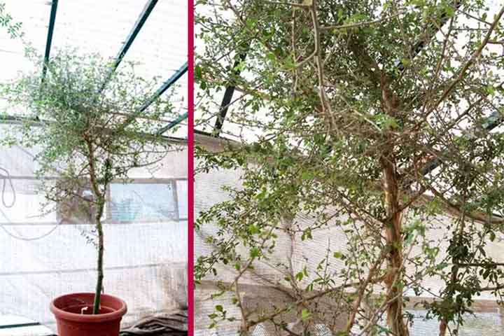 <p>Ao analisar o DNA do vegetal, hoje com três metros de altura e repleto de folhas verdes, os estudiosos descobriram que ele é familiar ao de um gênero de árvore extinta que é citada na Bíblia. Publicada na revista Communications Biology, a pesquisa detalha o processo desde a identificação da semente, batizada pelos cientistas de “Sabá”, até os aprendizados que tiveram ao observar o crescimento da árvore.</p>
