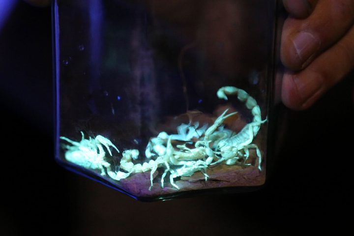 <p>Pesquisadores levantam hipóteses como a possibilidade de o exoesqueleto funcionar como um “sensor de luminosidade”, ajudando o escorpião a perceber se está exposto ou protegido pela sombra.</p>
