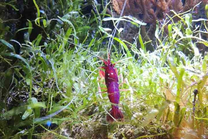 Camarão, crustáceo aquático