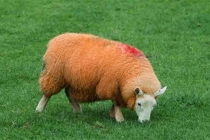 <p>Diante das dificuldades, o fazendeiro escolheu uma solução incomum: aplicar tinta laranja luminosa em todo o rebanho. A cor foi escolhida justamente por ser inédita na região e por criar um contraste imediato, tornando impossível confundir suas ovelhas com as de outros criadores.</p>
