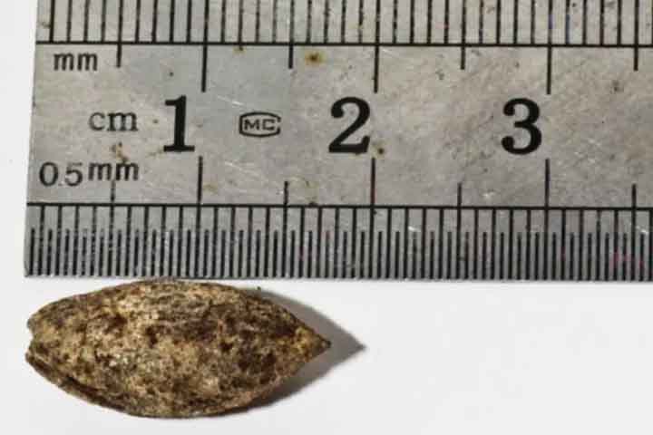 <p>Os botânicos identificaram que a semente pertence ao gênero Commiphora, ao qual estão associadas espécies capazes de produzir resinas valiosas, que servem para medicamentos, perfumes e incensos. Ela data entre 993 e 1202 d.c. e pode ser uma remanescente de árvores da região onde hoje estão Israel, Palestina e Jordânia. A árvore plantada pelos cientistas é semelhante à que continha o bálsamo de Gilead, que aparece em relatos sobre a rainha de sabá, porém não contêm os compostos aromáticos.</p>