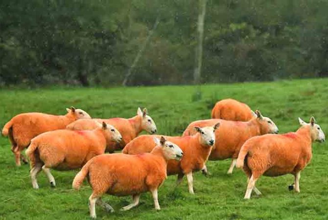 Ovelhas laranja: conheça o rebanho que mudou a paisagem de Cumbria para afastar ladrões