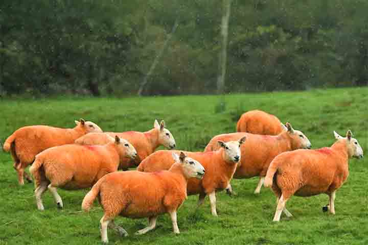 <p>Com a nova aparência, as ovelhas se tornaram inconfundíveis e passaram a chamar atenção de qualquer pessoa que circulasse pela área. Essa visibilidade não apenas dificultou a ação de ladrões, mas também transformou o rebanho em um marco visual na paisagem de Cumbria.</p>
