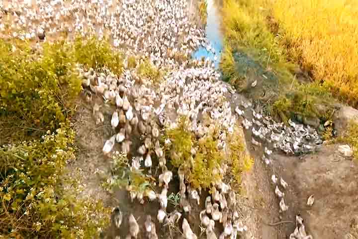 <p>No Vietnã e nas Filipinas, milhões de patos entram nas lavouras de arroz não apenas como criação, mas como agentes de manejo. Eles controlam pragas, reduzem ervas daninhas e fertilizam o solo de forma natural.</p>
