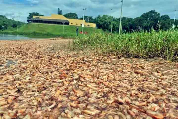 Camarão, crustáceo aquático