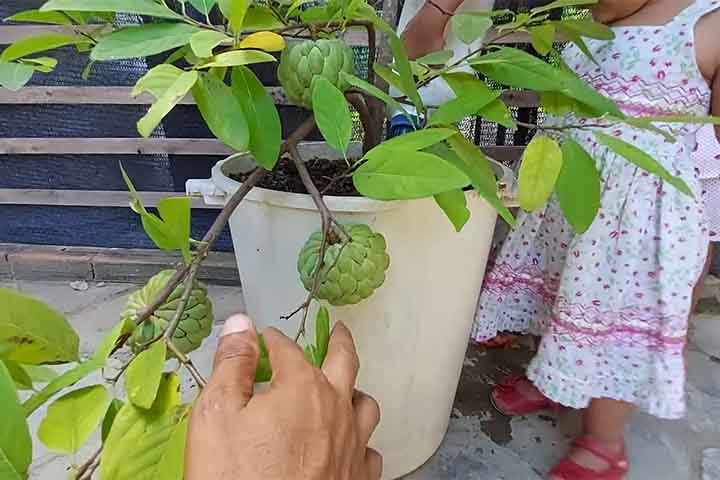 <p>Hoje a fruta-do-conde é cultivada em praticamente todo o Brasil, em pomares e quintais.<br />
Também é encontrada em outros países tropicais e subtropicais do mundo.</p>
