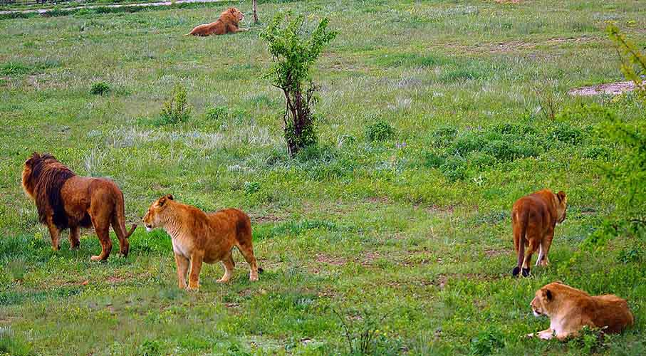 <p>O parque tem 60 leões africanos , mas também possui tigres e outros animais selvagens, que ficam muitas vezes vagando ao ar livre.</p>
