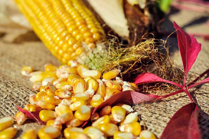 <p>O milho, especialmente em grãos ou espigas, é outro alimento muito procurado. Pombos, galinhas e algumas aves silvestres se alimentam com facilidade quando encontram esse cereal.</p>
