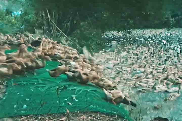 <p>Cerca de 22 dias após o plantio, quando o arroz ainda está em desenvolvimento e o solo permanece alagado, bandos de patos são soltos nos campos para iniciar seu trabalho ecológico.</p>
