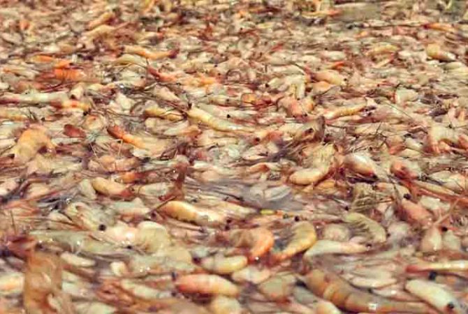 Milhares de camarões mortos são retirados de trecho do Rio Tietê