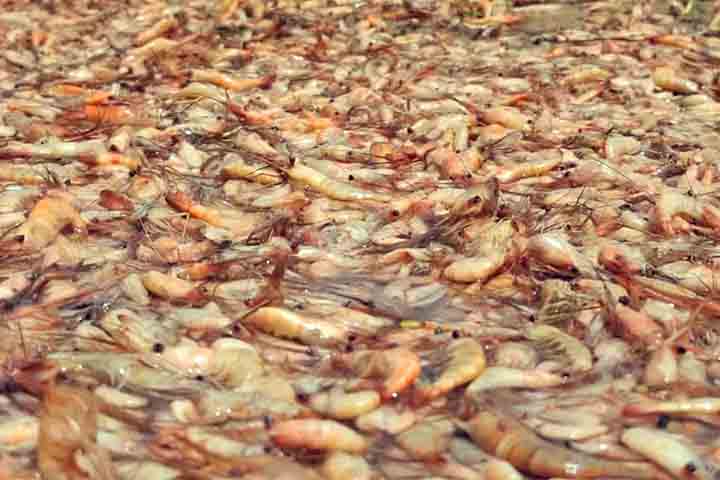 Mortandade de camarões de água doce no Rio Tietê - Camarão, crustáceo aquático - Reprodução TV TEM