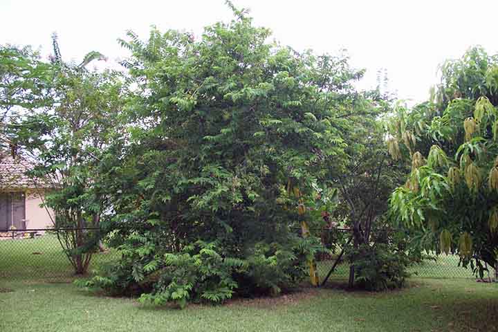 <p>A árvore é de pequeno porte e pode atingir de quatro a seis metros de altura.<br />
Ela produz frutos arredondados com casca verde e aparência escamosa.</p>
