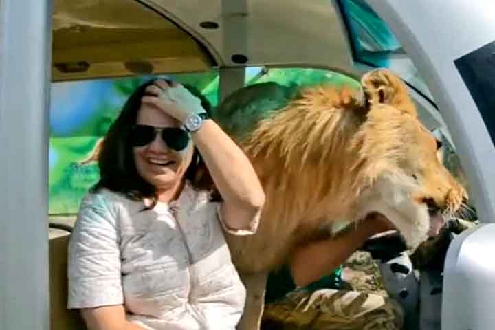 <p>Vídeos no Instagram mostram que os animais se aproximam das pessoas e chegam a entrar nos veículos onde os visitantes fazem os passeios.</p>
