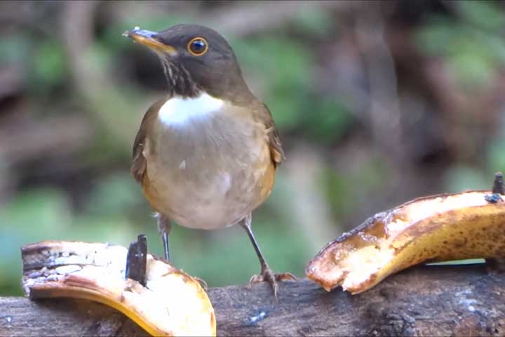 <p>Frutas maduras, como banana, costumam atrair sabiás e sanhaços. Cortadas em pedaços, elas liberam aroma doce que chama a atenção das aves frugívoras.</p>
