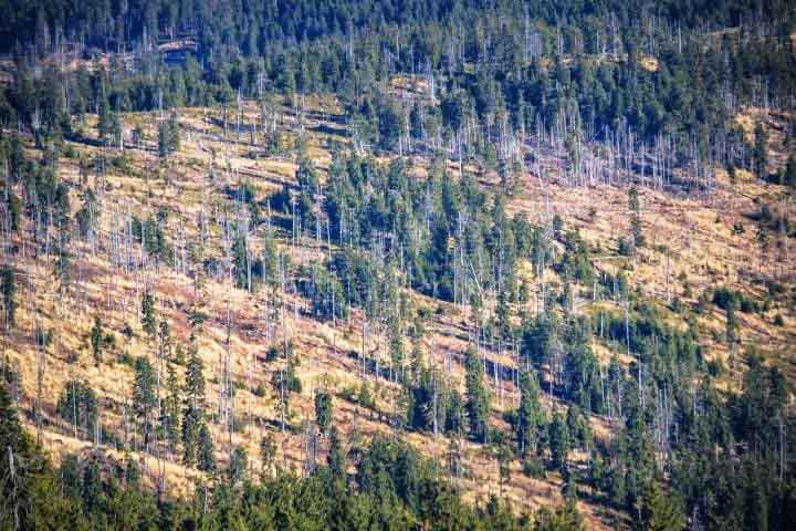 <p>Realizado para coincidir com a COP16 da ONU sobre biodiversidade, que aconteceu no fim de 2024. O estudo estima que 16 mil das 58 mil espécies de árvores existentes estão ameaçadas devido ao desmatamento, agricultura, expansão urbana e mudanças climáticas.</p>
