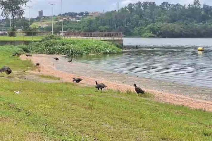 Camarão, crustáceo aquático