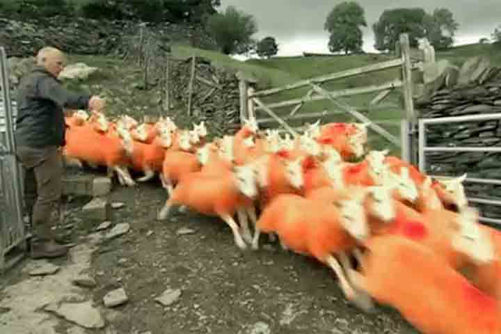 <p>Nas estradas secundárias, onde o deslocamento de animais exige tempo e exposição, a cor neon aumentou o risco de flagra. Uma carga de ovelhas laranja dificilmente passaria despercebida, elevando a chance de denúncia.</p>
