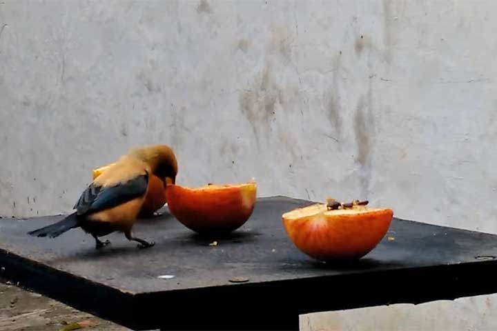 <p>A maçã também pode ser oferecida, sempre sem sementes. Pequenos pássaros urbanos apreciam a polpa macia e rica em água, principalmente em dias quentes.</p>
