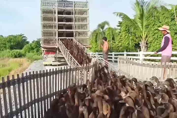 <p>Quando a cultura começa a florescer, os patos são retirados para não prejudicar a fase sensível das plantas. Esse manejo cuidadoso garante equilíbrio entre produtividade e preservação.</p>
