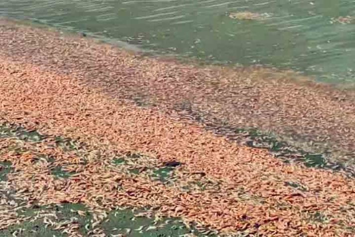 Camarão, crustáceo aquático