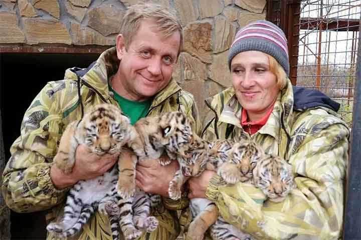 <p>No caso da tratadora, ela foi a um recinto onde os animais não deveriam estar perto de ninguém. O corpo foi encontrado num espaço onde ficam duas leoas adultas e um leão, que chegaram ao parque há cerca de um ano. No momento do ataque, ainda havia visitantes no local, mas ninguém teria ouvido os gritos da vítima.</p>
