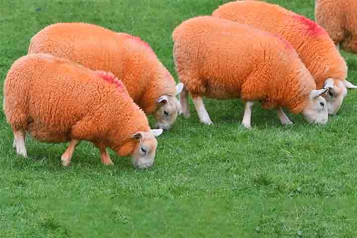 <p>No momento da negociação, a aparência incomum dificultava esconder a origem dos animais. A identificação deixou de depender apenas de chips ou marcas técnicas, passando a ser notória, o que complicava a revenda clandestina.</p>
