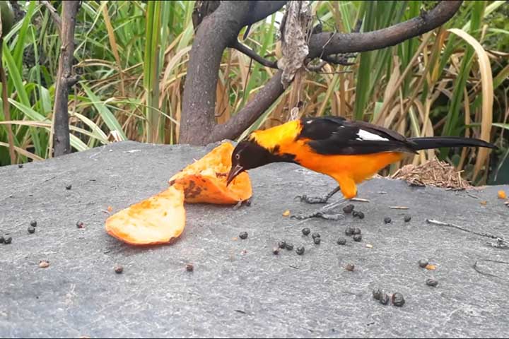 <p>Mamão é uma das frutas mais eficientes para atrair aves coloridas. Sabiás, bem-te-vis e tiês se aproximam com frequência quando a fruta está bem madura.</p>
