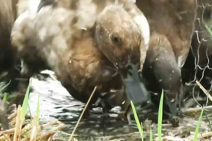 <p>Ao se alimentar de insetos, os patos reduzem populações que normalmente exigiriam pesticidas. Assim, o controle biológico substitui a aplicação de químicos, trazendo benefícios ambientais.</p>
