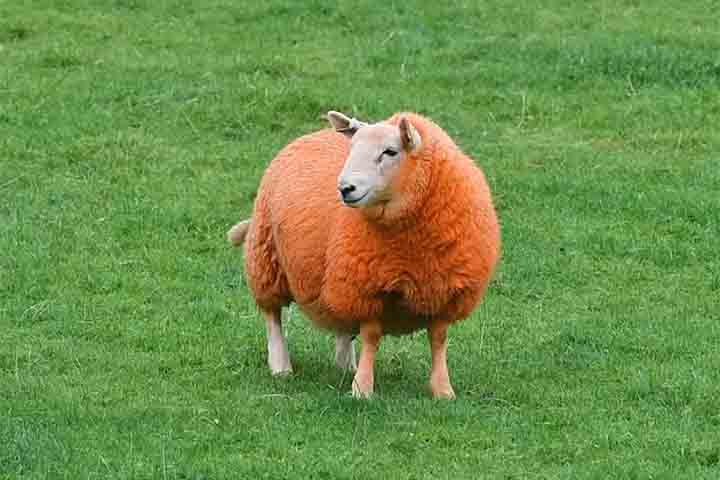 <p>Segundo o relato do fazendeiro, a tinta permaneceria na lã até a próxima tosquia, garantindo meses de proteção visual. Isso significava que o investimento inicial teria impacto duradouro, sem necessidade de reaplicação frequente.</p>
