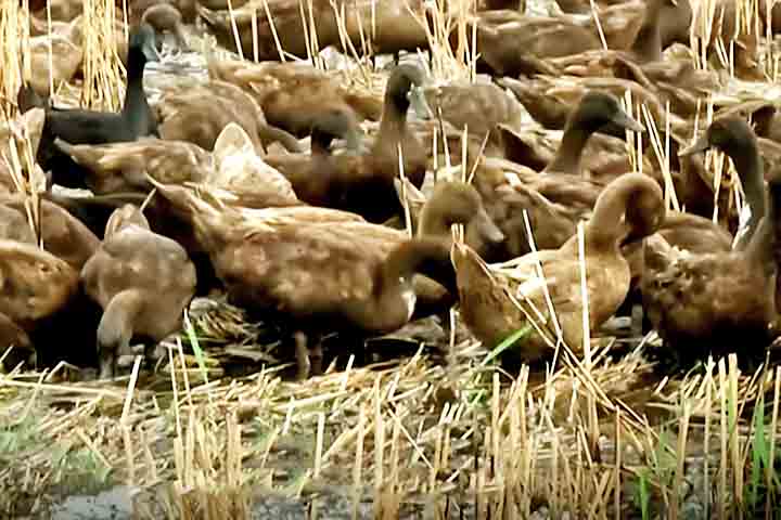 <p>Além dos insetos, os patos consomem plantas espontâneas que competem com o arroz. Dessa forma, diminuem a necessidade de herbicidas e mantêm o campo mais limpo.</p>
