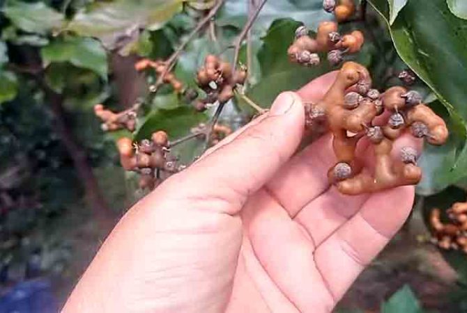 Uva-do-Japão: árvore ganha espaço no Brasil, mas exige cultivo responsável