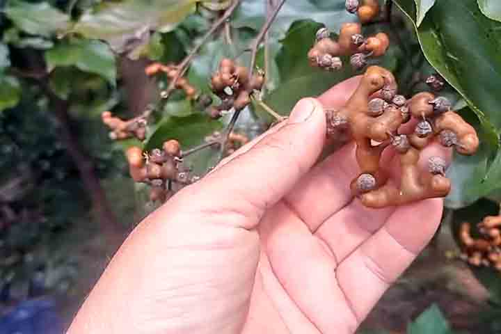 Uva-do-Japão(Hovenia dulcis)bananinha-do-japão, caju-do-japão - Reprodução do Youtube Canal manual do sitio