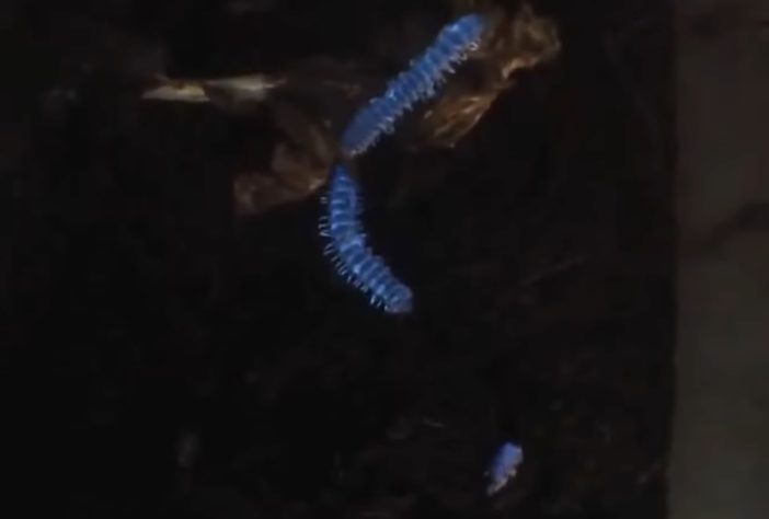 Animais brilham no escuro, luz UV, fotoluminescência – Reprodução/YouTube