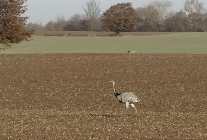 Ema (animal) – Reprodução/wocomoWILDLIFE