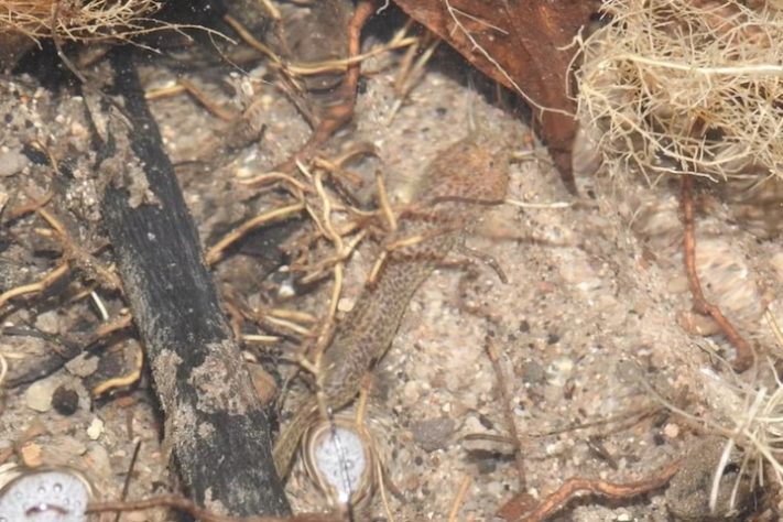 Expedição no interior de São Paulo revela 7 novas cavernas – Divulgação/Grupo da Geo de Espeleologia (GGEO)