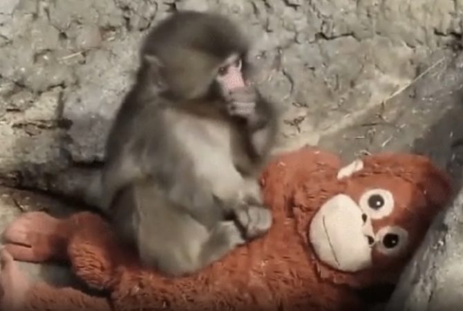 Após causar comoção na web, filhote de macaco que ‘adotou’ pelúcia é aceito por grupo em zoológico do Japão