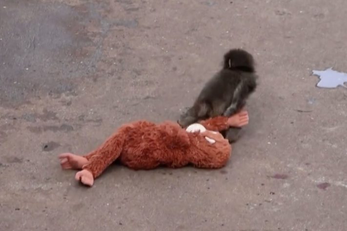 Filhote de macaco que comoveu a internet após adotar pelúcia é aceito por grupo em zoológico do Japão – Reprodução/Redes Sociais