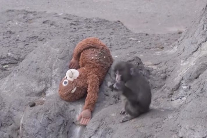 Filhote de macaco que comoveu a internet após adotar pelúcia é aceito por grupo em zoológico do Japão – Reprodução/TV Record