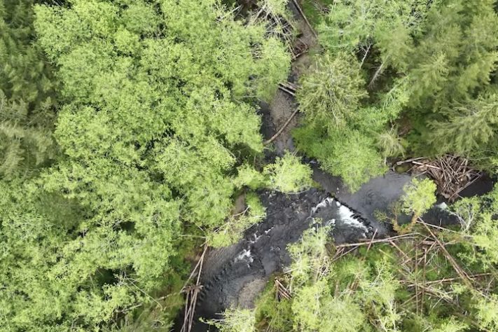 Helicópteros despejam milhares de troncos em rios isolados nos Estados Unidos para devolver habitats a salmões – Reprodução/YouTube