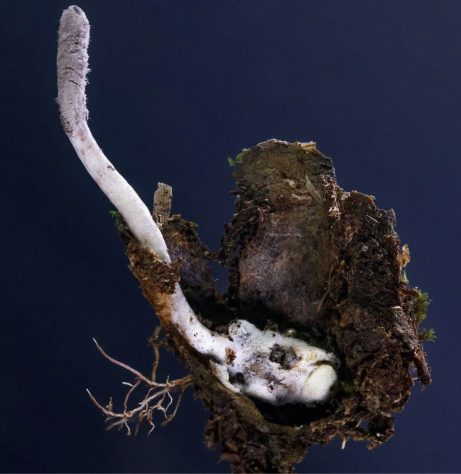 Nova espéicie de fungo zumbi é descoberto em Nova Friburgo, no Rio de Janeiro – Divulgação/João Araújo