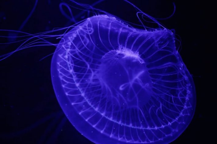 Animais brilham no escuro, luz UV, fotoluminescência – Reprodução/YouTube