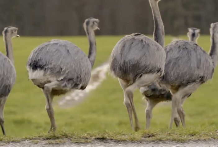 Ema (ave, animal) – Reprodução/wocomoWILDLIFE