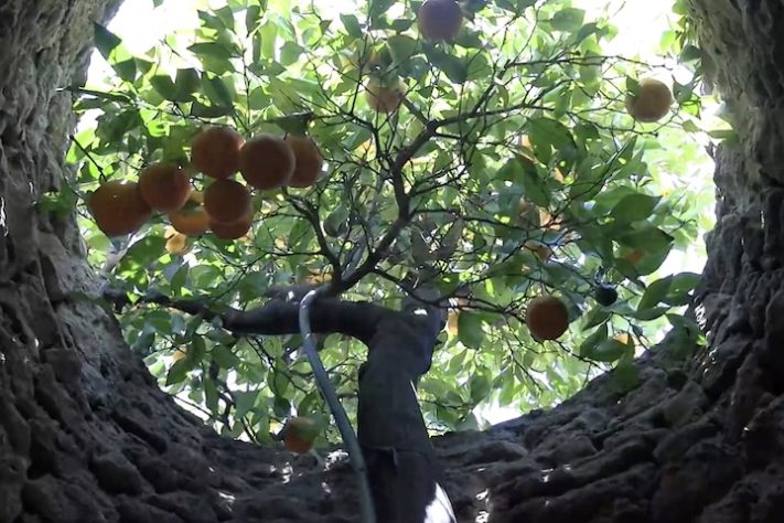 Forestiere Underground Gardens – Complexo subterrâneo escavado manualmente por imigrante se torna patrimônio histórico da Califórnia – Reprodução/Fresno Bee