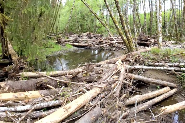 Helicópteros despejam milhares de troncos em rios isolados nos Estados Unidos para devolver habitats a salmões – Reprodução/YouTube